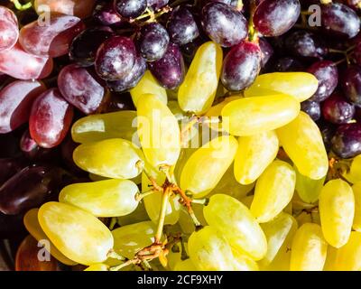 crimean ripe clean white ladyfinger and red seedless grapes close up illuminated by evening sun Stock Photo