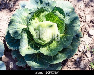top view of ripe cabbagehead in garden on sunny summer day Stock Photo