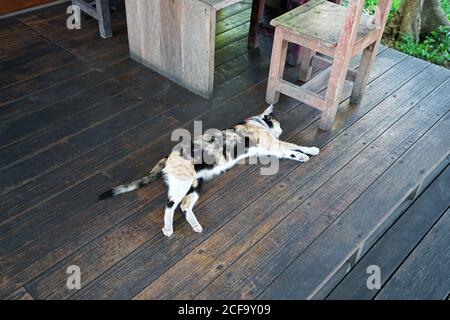 Calico (Tri colored cat) laying on wooden panels floor Stock Photo