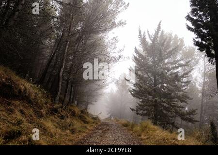 Empty narrow path among coniferous trees leading through foggy forest on cloudy autumn day Stock Photo