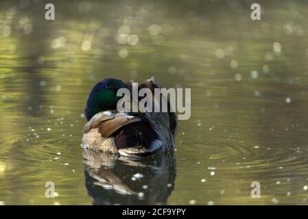 Amazing duck floating on lake in summer Stock Photo