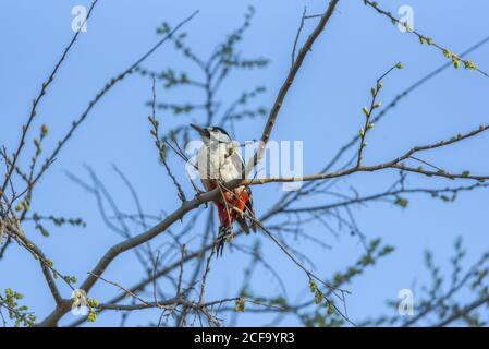 Small bird on trunk of tree in forest Stock Photo