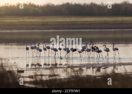 Wonderful pink flamingos walking on marshy terrain in dusk in summer day Stock Photo