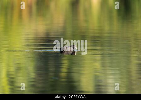 Amazing duck floating on lake in summer Stock Photo