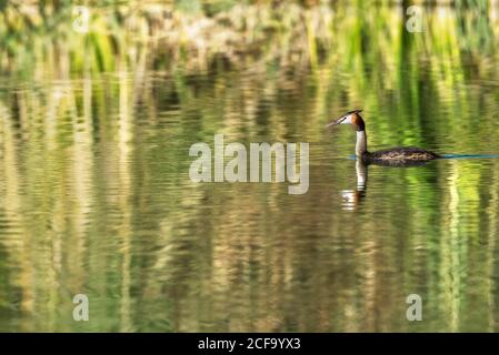 Water bird floating on lake in summer Stock Photo
