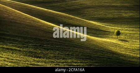 Wide angle natural landscape of hilly terrain with green agricultural field and lonely tree in sunny day in countryside Stock Photo