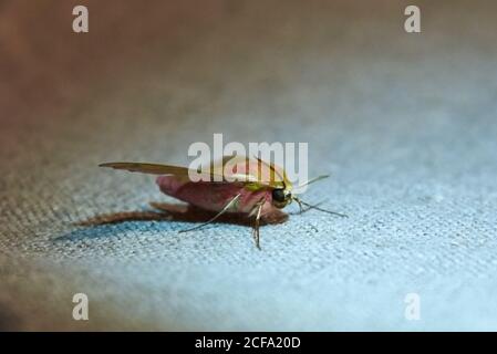 Large fluffy colored night moth sitting on linen fabric, close-up Stock Photo