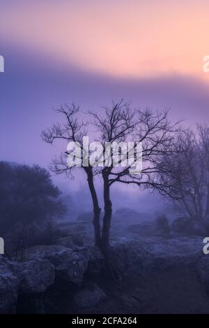 Small leafless tree growing on stony ground against sunset sky in hazy evening in nature Stock Photo