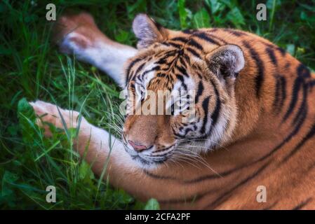 From above huge tiger lying on grass in colorful jungle near trees with small leaves in sunlight looking at camera Stock Photo