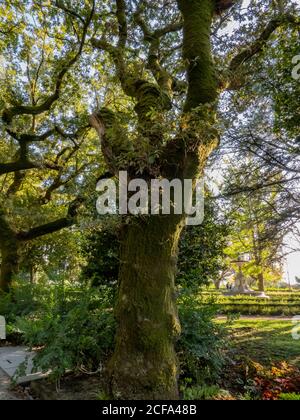 Old tree with the bark covered by moss. Stock Photo