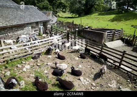 various local breeds of sheep in pens on farm in loughrigg lake district national park cumbria england uk Stock Photo