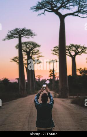 Madagascar - JULY 6, 2019: From behind modern man in casual outfit taking picture on smartphone while standing at rural road by tall baobab trees in twilight Stock Photo