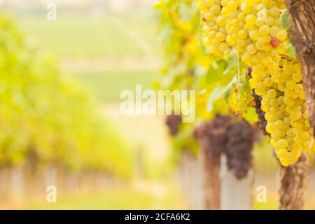 Blurred landscape of vineyards with white and red grapes - focus on the right side on the grapes Stock Photo