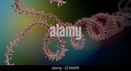 Ribonucleic acid chain from which the deoxyribonucleic acid or DNA is composed - 3d illustration Stock Photo
