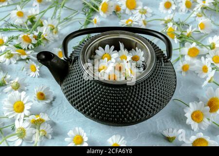 From above rustic pot of chamomile tea served with fresh flowers on blue background Stock Photo