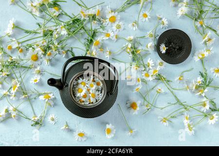 From above rustic pot of chamomile tea served with fresh flowers on blue background Stock Photo
