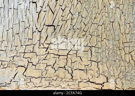 Cracked and Flaking yellow / white Paint on wood Photography by DFphotography.co.uk/Danny Fitzpatrick Credit : DFphotography.co.uk Stock Photo