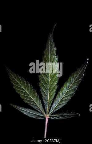 Close up detail of a Marijuana plant showing leaves and bud. Photograph taken in a studio with nice lighting on a black back ground. Stock Photo
