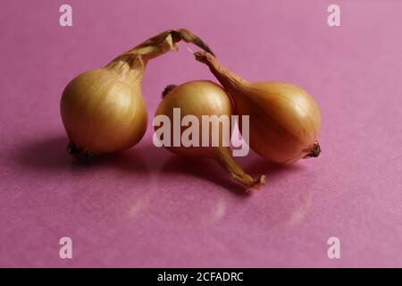 three bulbs unpeeled in yellow husks lie on a pink background with office space Stock Photo