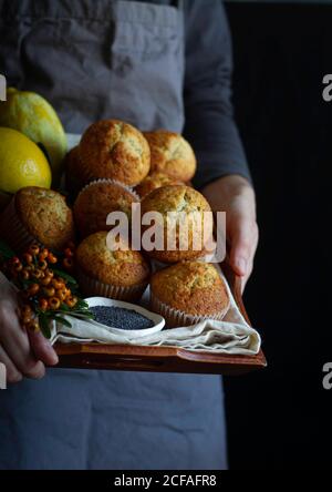 Crop person in dray apron with brown tray full of freshly baked muffins Stock Photo