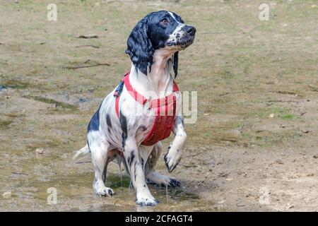 English Springer Spaniel in red dog harness dripping wet sits on wet sand with  head up and lifted front paw in anticipation. Stock Photo