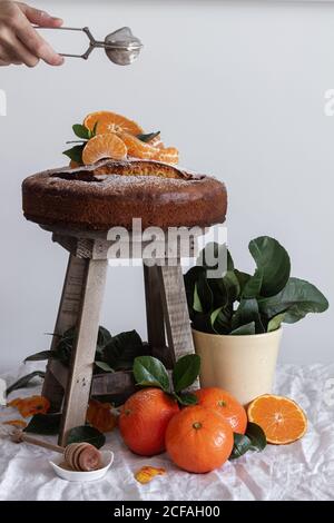 Crop anonymous person pouring sugar powder with metal round tea strainer above fresh appetizing cake on wooden stool surrounded by orange ripe tangerine and green plant in pot Stock Photo