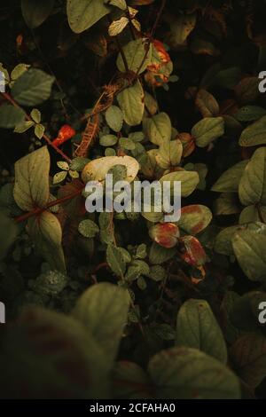 Deadly nightshade toxic black berries and unripe green blackberry on branches among green yellow and brown leaves in autumn forest Stock Photo