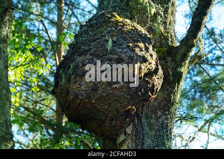 Cap (capotorti) knot on tree with deformed directions of growth of wood fibers. In form of rounded outgrowth on trunk, filled with small woody nodules Stock Photo