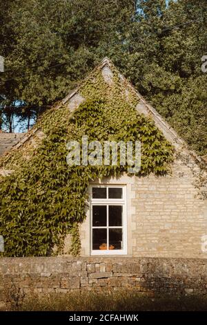 Cozy stone house covered with ivy plant in village Castle Combe of Dorset on sunny day Stock Photo