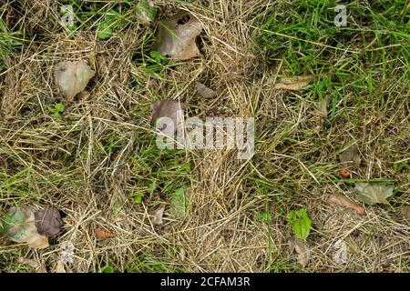 dead dry grass texture with green grass in between top view with dead leaves Stock Photo