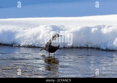 White-throated dipper / European dipper (Cinclus cinclus) standing on ice of partially frozen stream along snow covered river bank in winter Stock Photo