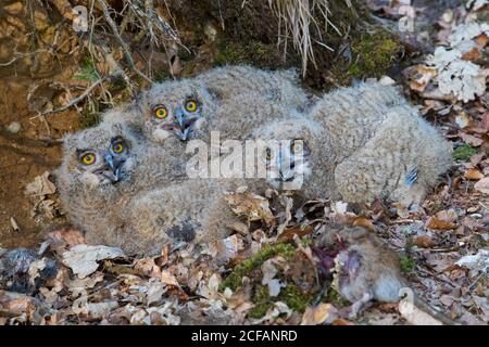 Eurasian eagle-owl / European eagle-owl (Bubo bubo) three chicks with dead rat in nest on the ground at base of uprooted tree in forest in spring Stock Photo