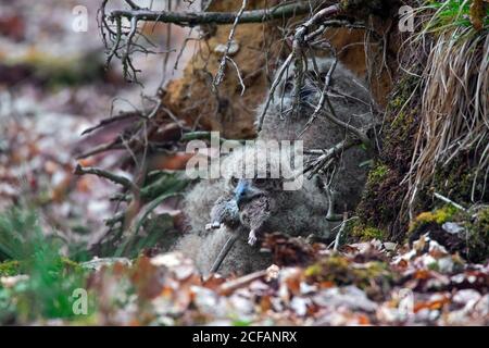 Eurasian eagle-owl / European eagle-owl (Bubo bubo) chick swallowing dead rat in nest on the ground at base of uprooted tree in forest in spring Stock Photo