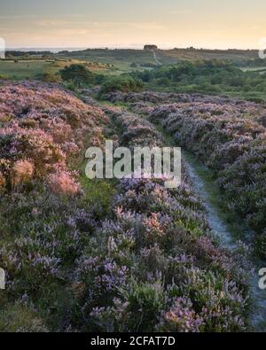 Heather in bloom on Ashdown Forest. Hartfield, East Sussex, England Stock Photo