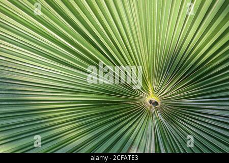 Green Anahaw Leaf. Anahaw is the national leaf of the Philippines. It ...