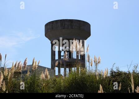 Perennial reed grasses Phragmites australis high on a bank with the concrete water tower of Cueto behind Santander Cantabria Spain Stock Photo