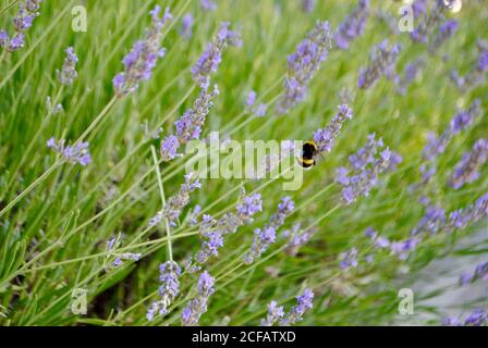 Bee on lavender bush in nature. Stock Photo