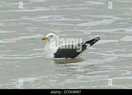 Kelp Gull (Larus dominicanus dominicanus) adult swimming in sea  Capo Frio, Brazil         July Stock Photo