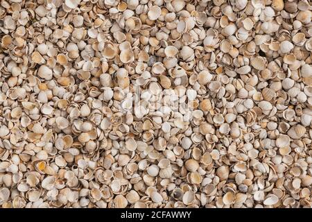 A mass of cockle shells on a beach filling the frame Stock Photo