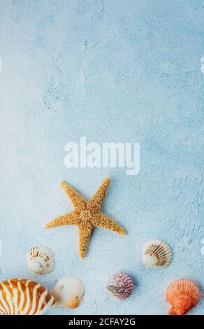 Top view of colorful seashells and dried starfish placed on blue stucco surface on summer day Stock Photo