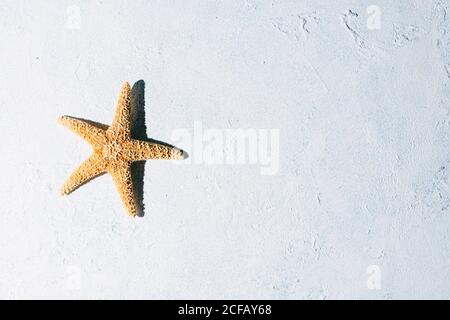 Top view of dried starfish placed on plaster surface on summer day Stock Photo