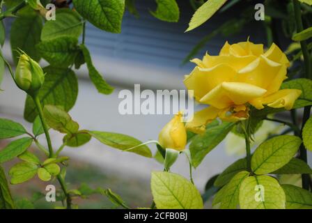 Beautiful yellow rose buds with drop of water dew and green leaves. Stock Photo