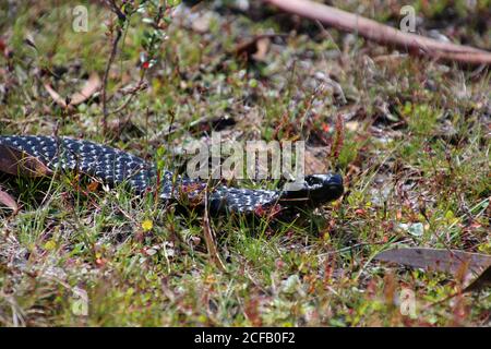 Black Tiger Snake in the grass, Tasmania, Australia Stock Photo