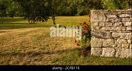 Roses in the summer growing by a stone wall Stock Photo