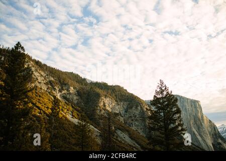 From below of majestic rough mountain range covered with green tall trees against cloudy sky during summer evening in California Stock Photo