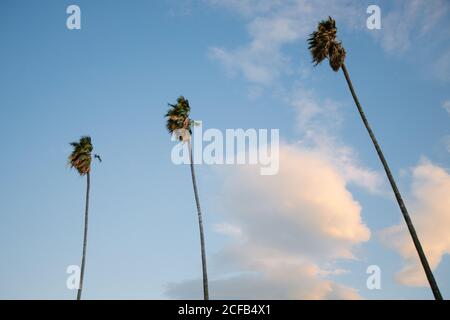 From below of thin tall trunks of palm trees with green palm leaves swaying by wind on background of blue sky with clouds on sunny day in California Stock Photo
