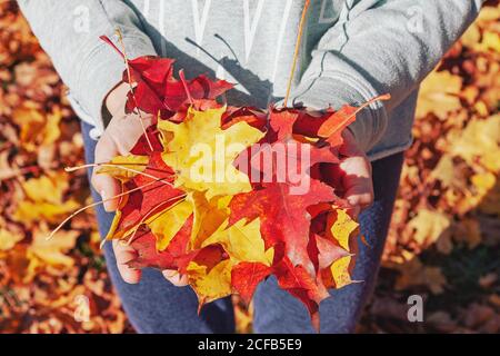 Human hands holding red and yellow tree leaves in autumn, closeup picture of palms full of maple and oak leaves in fall in the forest Stock Photo
