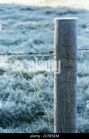 A fence post with a spider web or cobweb that has been frozen on a crisp winter morning Stock Photo