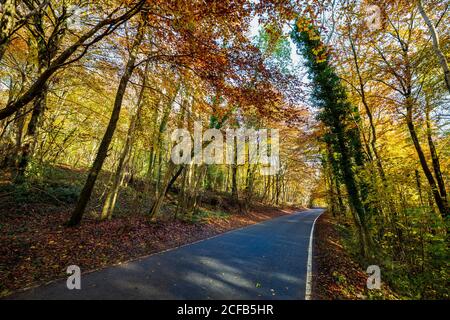 The road through Buckholt wood in the autumn, Cotswolds, England Stock Photo