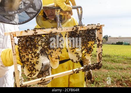 Professional beekeepers with smoker checking honeycomb with bees while working in apiary in summer day Stock Photo